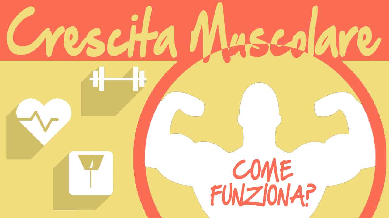 Crescita-Muscolare-Come-Funziona-101